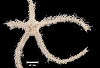 Media type: image;   Invertebrate Zoology OPH-5876 Aspect: ventral